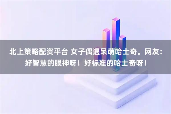 北上策略配资平台 女子偶遇呆萌哈士奇。网友：好智慧的眼神呀！好标准的哈士奇呀！